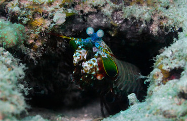 Fototapeta na wymiar Rainbow shrimp