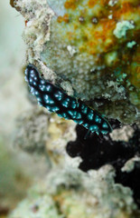 Colorful nudibranch sea slug