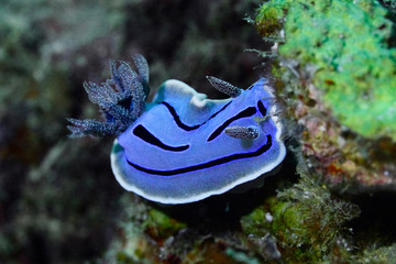 Colorful nudibranch sea slug