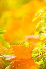 Yellow maple leaves on a blurred background. Yellow leaves on a tree. Golden leaves in autumn park. Copy space