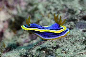 Colorful nudibranch sea slug