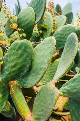 Tropical Cactus plant or tree with leaves. Green cactus leaves. Barbary fig (opuntia ficus indica) or prickly pear cactus plants.