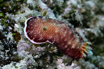 Colorful nudibranch sea slug