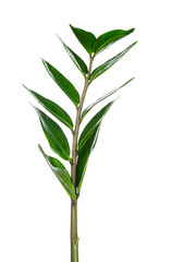Branch with green leaves from a flower bouquet. Isolated on white background.