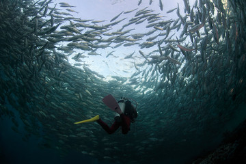 Diver encircled by a school of fish