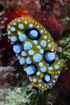 Giant Colorful Nudibranch Sea Slug