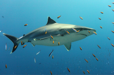 Polynesian white tip shark