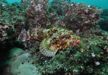 Scorpion (rock) fish camouflaged