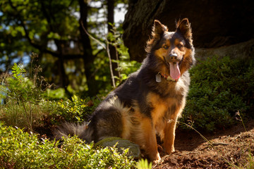 Bohemian Shepherd - Czech national breed