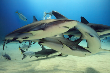 Fototapeta premium Swarming sharks