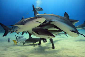 Fototapeta premium Swarming sharks