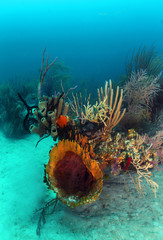 Colorful coral bommie