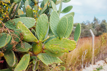 Tropical Cactus plant or tree with leaves. Green cactus leaves. Barbary fig (opuntia ficus indica) or prickly pear cactus plants.