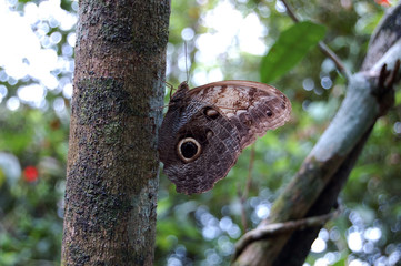 Butterfly ion a tree trunk n jungle