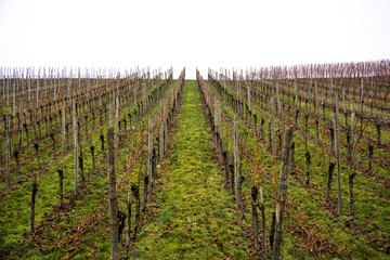 vineyard hill in winter grapevines growing in line