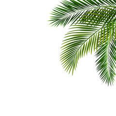 Border With Palm Leaf Isolated