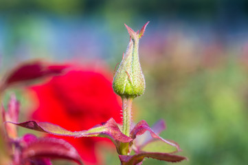 Red Rose flower. Nature. close up, selective focus