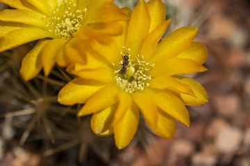 Small bee in yellow cactus flower