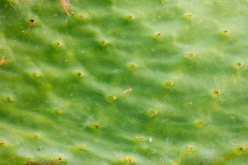 Green abstract cactus plant or leaf texture surface pattern background. Green cactus leaf. Barbary fig (opuntia ficus indica) or prickly pear cactus leaf macro detail. 