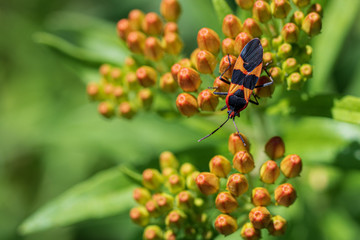 Milkweed bug on butterfly weed