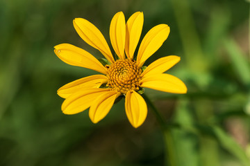 Yellow flower in garden