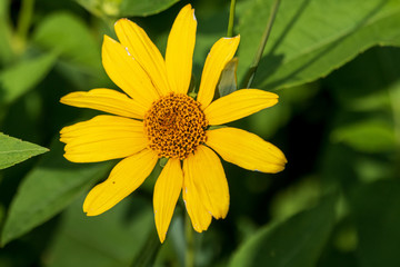 Yellow flower