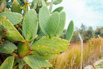 Tropical Cactus plant or tree with leaves. Green cactus leaves. Barbary fig (opuntia ficus indica) or prickly pear cactus plants.