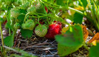strawberry picking at Barrie Ontario Canada