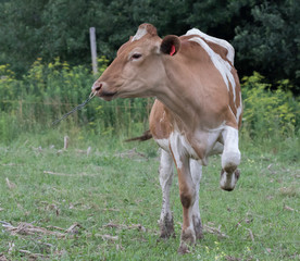 Obraz premium cow with one leg held up in pasture 