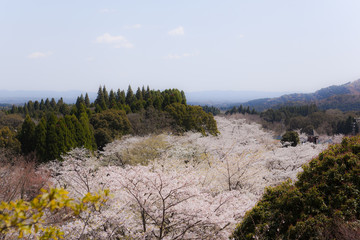 丸岡公園の桜