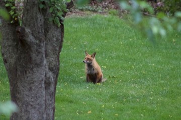 Fox2