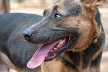 Portrait of a dog