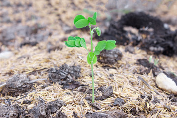 green Young Plant Growing for business concept.