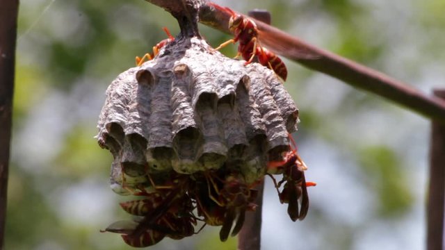 Dangerous Red Wasp Nest - Red Wasps Working