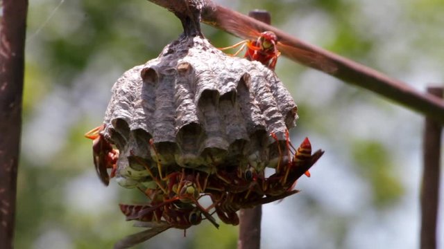 Red Wasp Nest - Red Wasp Hive - Red Wasp Working