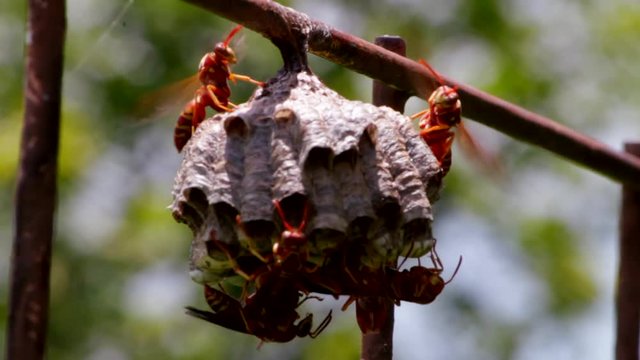 Red Wasp Nest - A look under the Hive