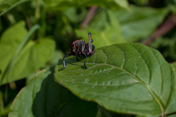 Saltamontes negro en hoja