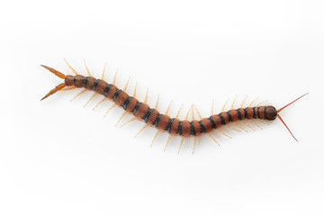 Centipedes on white background. Chilopoda from nature.