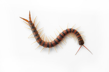 Centipedes on white background. Chilopoda from nature.