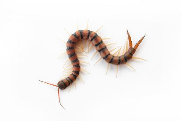 Centipedes on white background. Chilopoda from nature.
