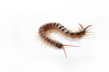 Centipedes on white background. Chilopoda from nature.