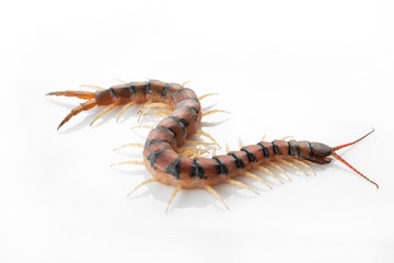 Centipedes on white background. Chilopoda from nature.