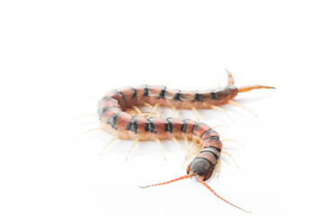 Centipedes on white background. Chilopoda from nature.
