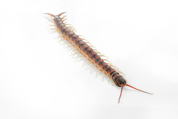 Centipedes on white background. Chilopoda from nature.