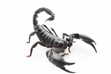 Scorpion on white background, poisonous sting at the end of its jointed tail, which it can hold curved over the back. Most kinds live in tropical and subtropical areas.
