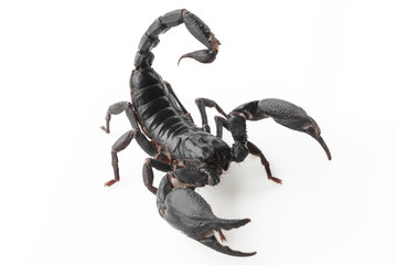 Scorpion on white background, poisonous sting at the end of its jointed tail, which it can hold curved over the back. Most kinds live in tropical and subtropical areas.