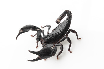 Scorpion on white background, poisonous sting at the end of its jointed tail, which it can hold curved over the back. Most kinds live in tropical and subtropical areas.