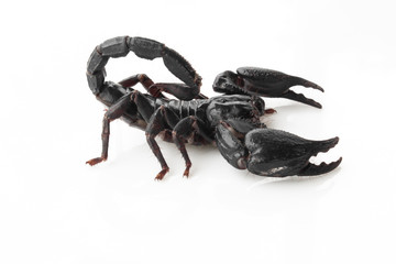 Scorpion on white background, poisonous sting at the end of its jointed tail, which it can hold curved over the back. Most kinds live in tropical and subtropical areas.