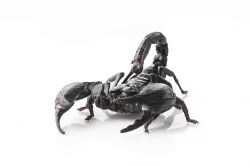 Scorpion on white background, poisonous sting at the end of its jointed tail, which it can hold curved over the back. Most kinds live in tropical and subtropical areas.