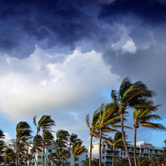 group of tall palm trees waving in wind and residential buildings over stormy sky in Deerfield Beach Florida